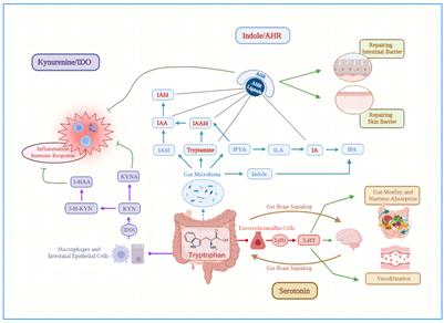 Tryptophan, an important link in regulating the complex network of skin immunology response in atopic dermatitis